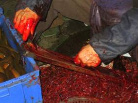 Street food in Chengdu China
