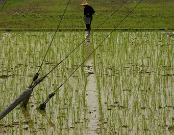 Not very organic food farm in china
