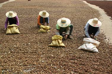 Farmers face organic issues in china